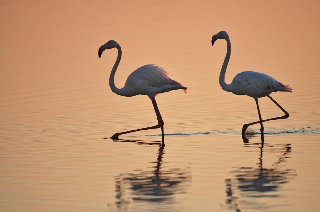 Avances en la reducción de la presión hídrica sobre el espacio natural de Doñana