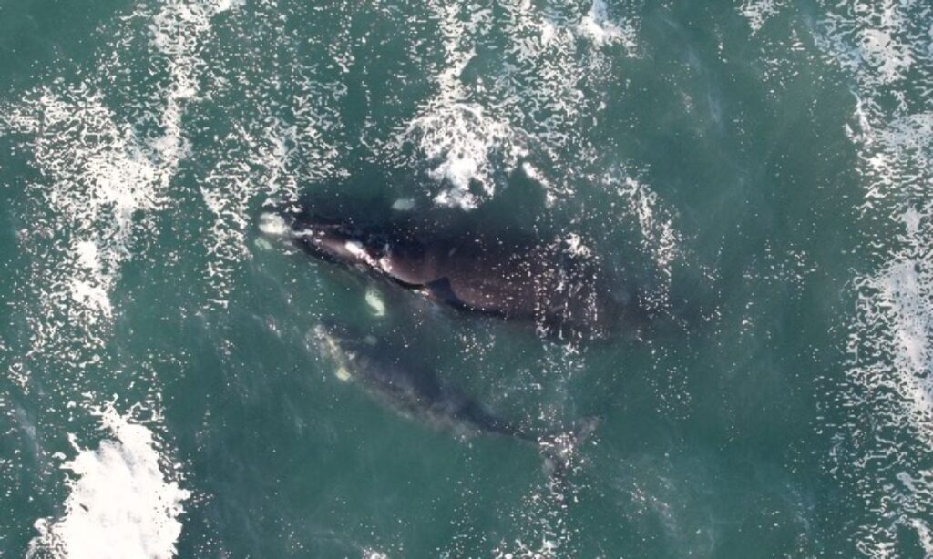 Ballena franca austral y su cría descansan en las aguas frente a Curiñanco