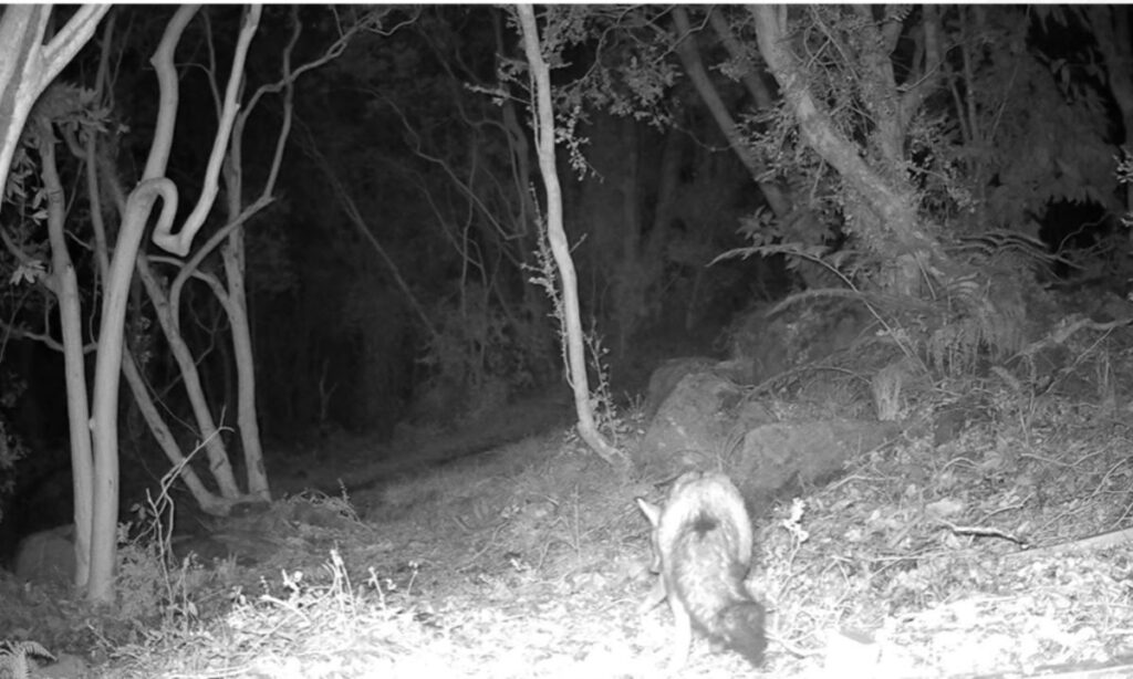 Cámara trampa a orillas de Lago Riñihue logra dos hermosos registros de especies nativas