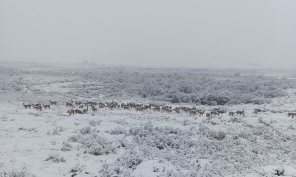 Captan migración de guanacos en Parque Nacional Patagonia