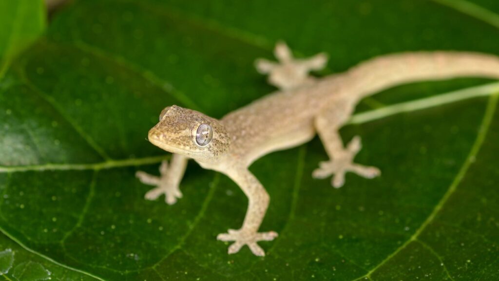 Día Internacional del Lagarto 2024: el calentamiento global los está extinguiendo