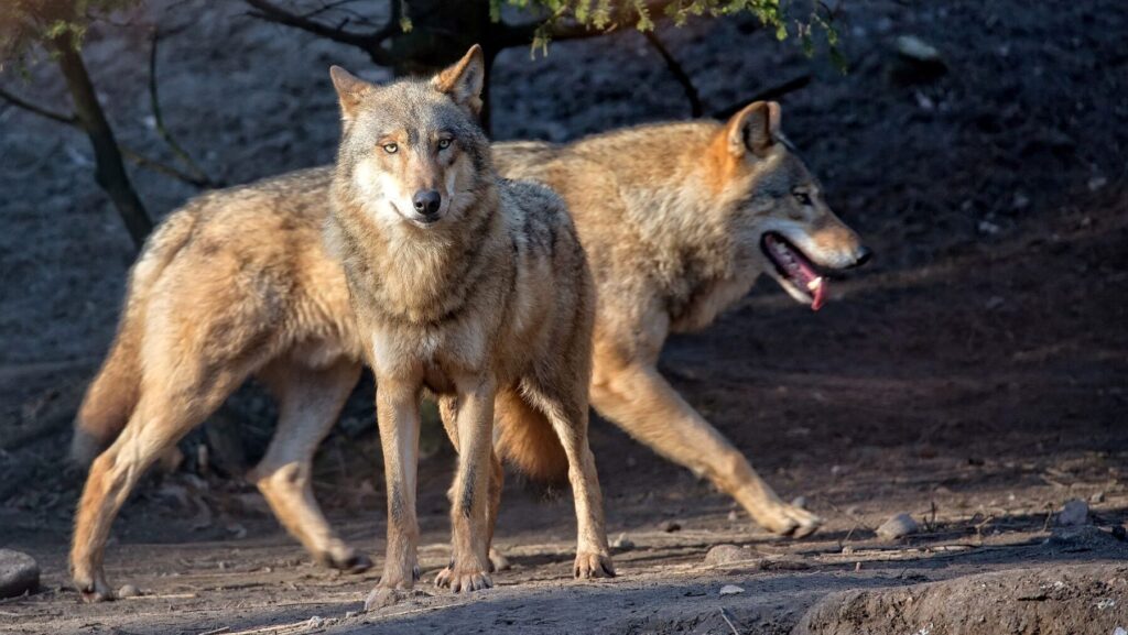 Día Internacional del Lobo 2024: ¿otra vez en peligro?