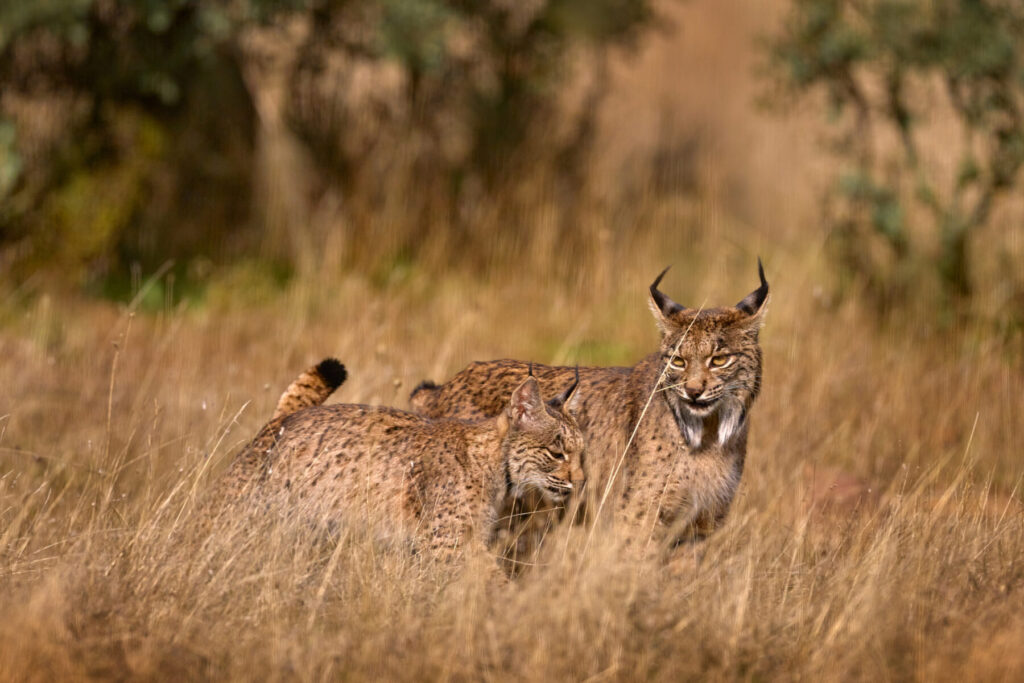 El 25% de los linces ibéricos pierden la vida atropellados