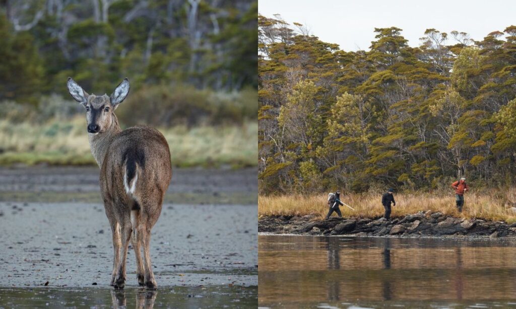 Inusual registro de huemul en Magallanes genera esperanza de encontrar nueva subpoblación