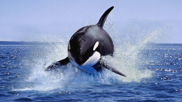 La Orca Ibérica en peligro crítico