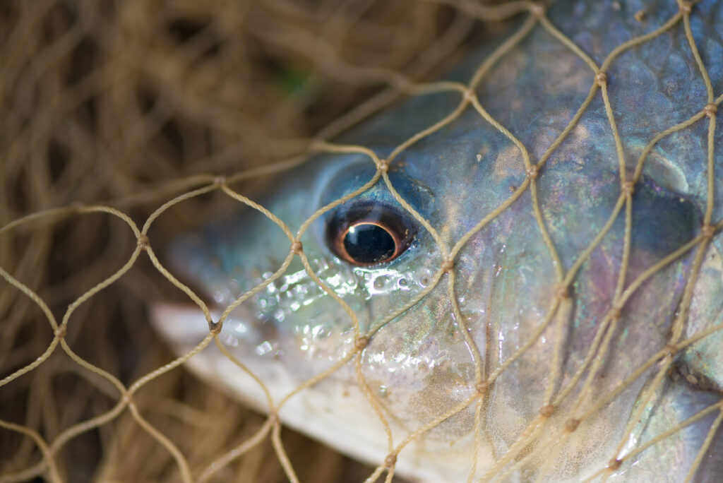 La sostenibilidad de la pesca a nivel mundial ‘bajo sospecha’