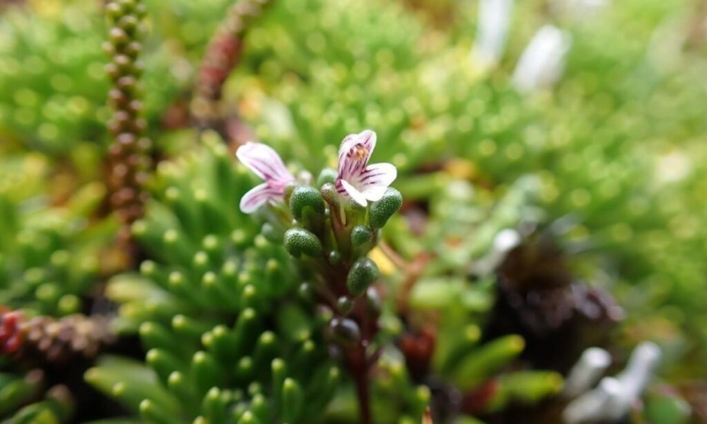 Redescubren en Aysén rara especie de flor documentada por última vez en el siglo XIX