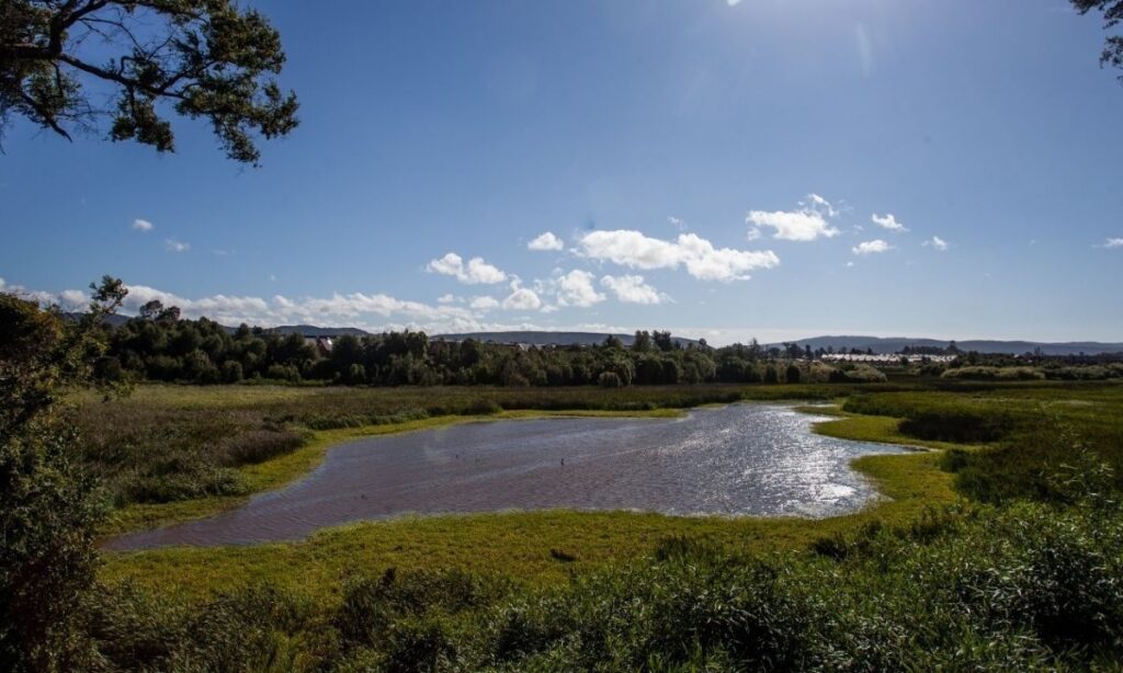 Valdivia Ciudad Humedal: seminario contará con exposición de especialista asiático