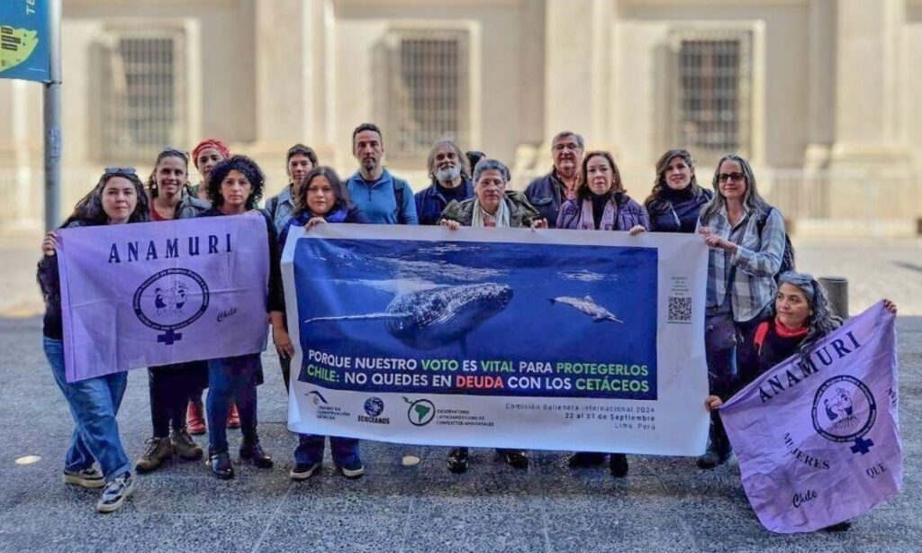 Chile paga deuda y ahora podrá votar en asamblea de la Comisión Ballenera Internacional