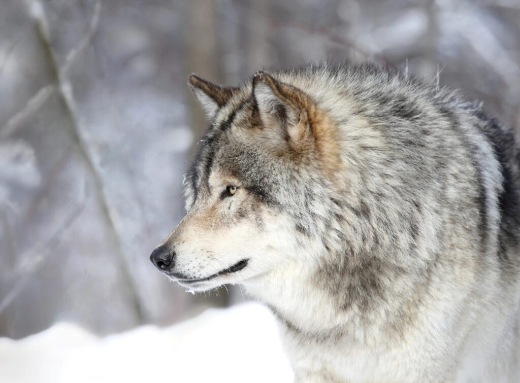 Clamor popular en Europa para reforzar la protección del lobo, no reducirla