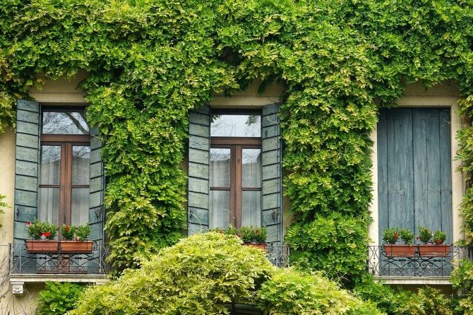 Cómo las plantas ayudan a reducir la temperatura en las ciudades