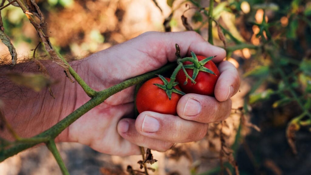 Día Europeo de la Producción Ecológica 2024: CPAEN/NNPEK y Aspace se unen a la celebración