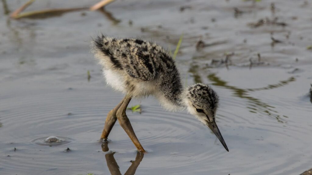 Día Mundial de las Aves Playeras 2024: estamos acabando con sus hábitats