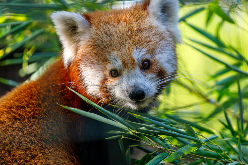 Día Mundial del Panda Rojo 2024