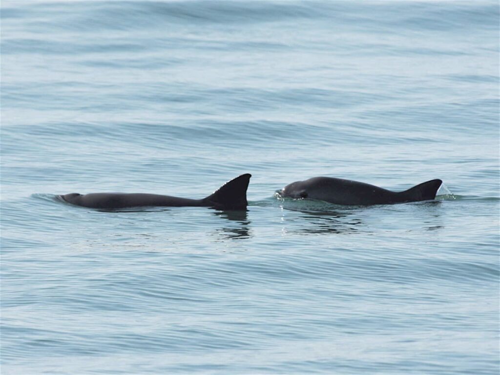 Día de la Vaquita Marina 2024: a un tris de la extinción