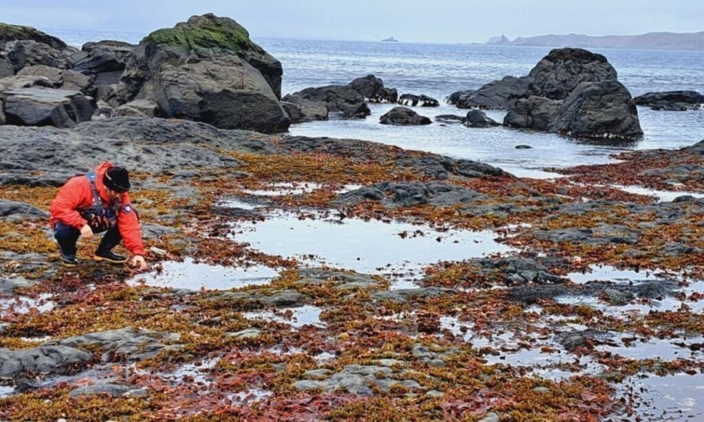 Estudian tolerancia de macroalgas antárticas al cambio climático