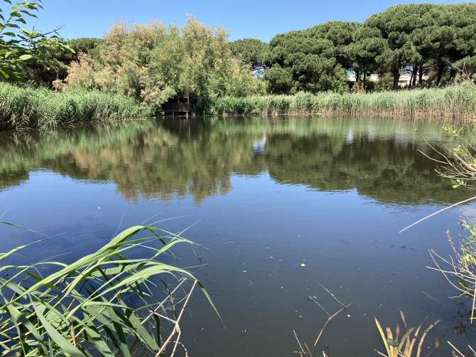 Gran eficacia de los humedales para eliminar antibióticos de las aguas residuales