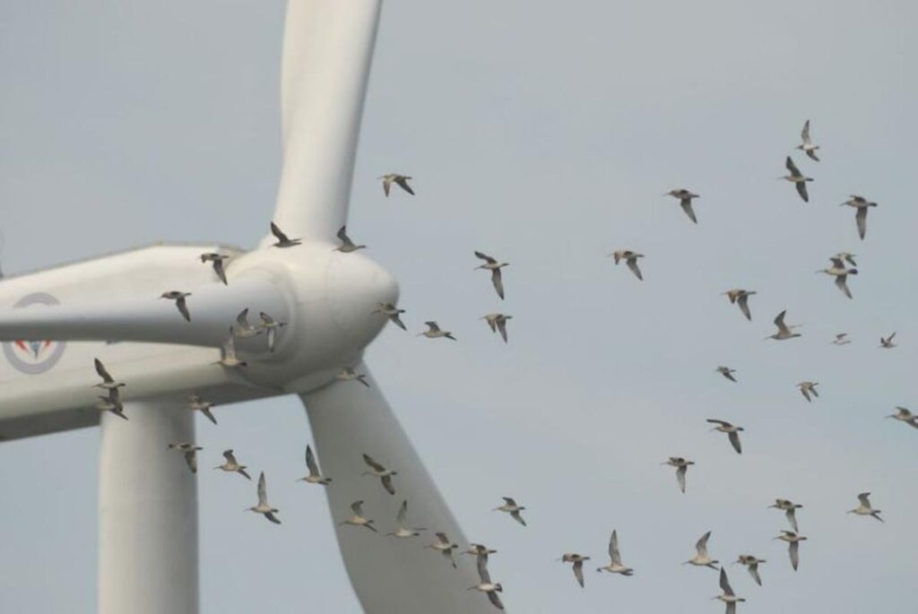 La eólica marina debe respetar a las aves y a la biodiversidad