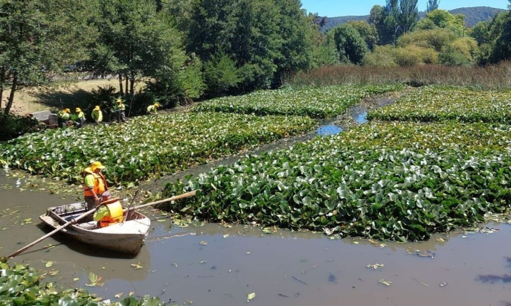 Municipio y servicios informan acciones desarrolladas por muerte de patos en laguna de Isla Teja