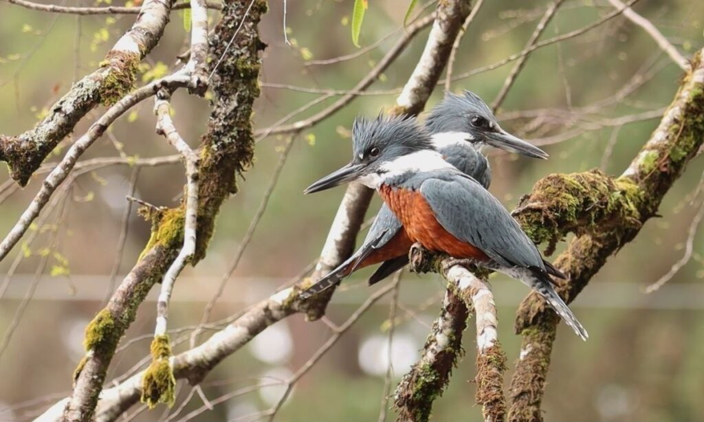 Registran a pareja de martín pescador en pleno apareamiento en Parque Saval de Valdivia