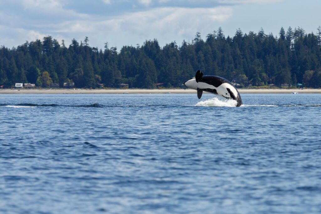 Sorprendentes y poco habituales comportamientos de un grupo de orcas en Chile