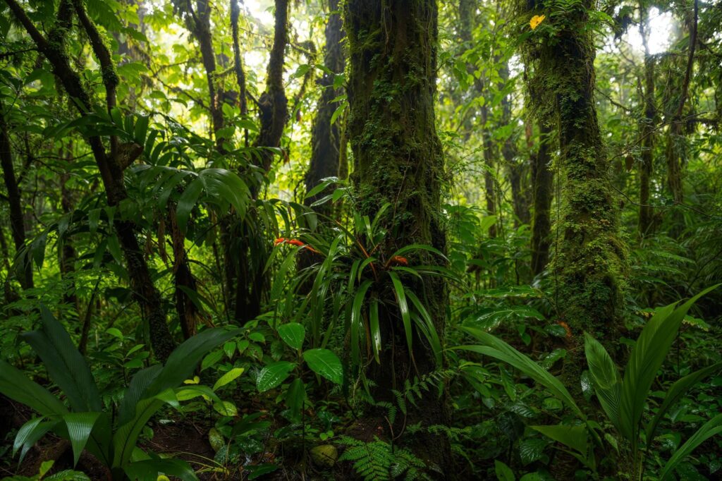 Amazonía: pueblos indígenas y la ciencia se unen para impedir el colapso