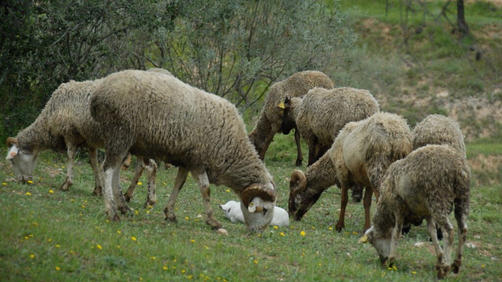 Andalucía apuesta por usos silvopastorales con la ganadería extensiva en sus montes