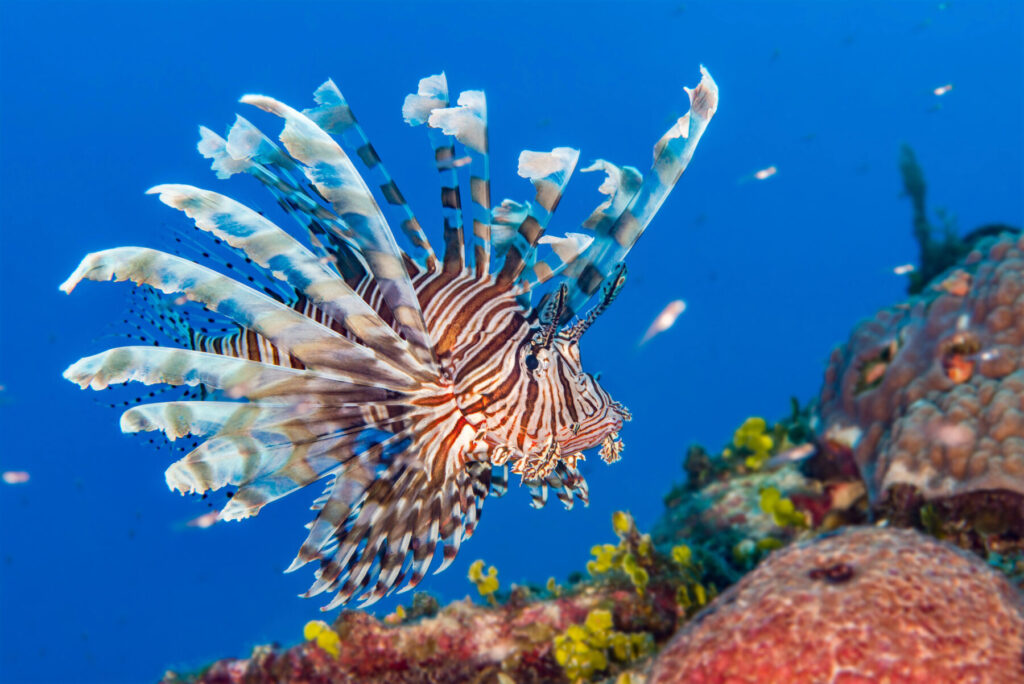 COP16: las especies invasoras ponen en peligro la biodiversidad autóctona