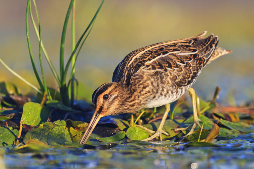 COP16: se presenta un estudio ‘demoledor’ sobre las poblaciones de aves limícolas migratorias