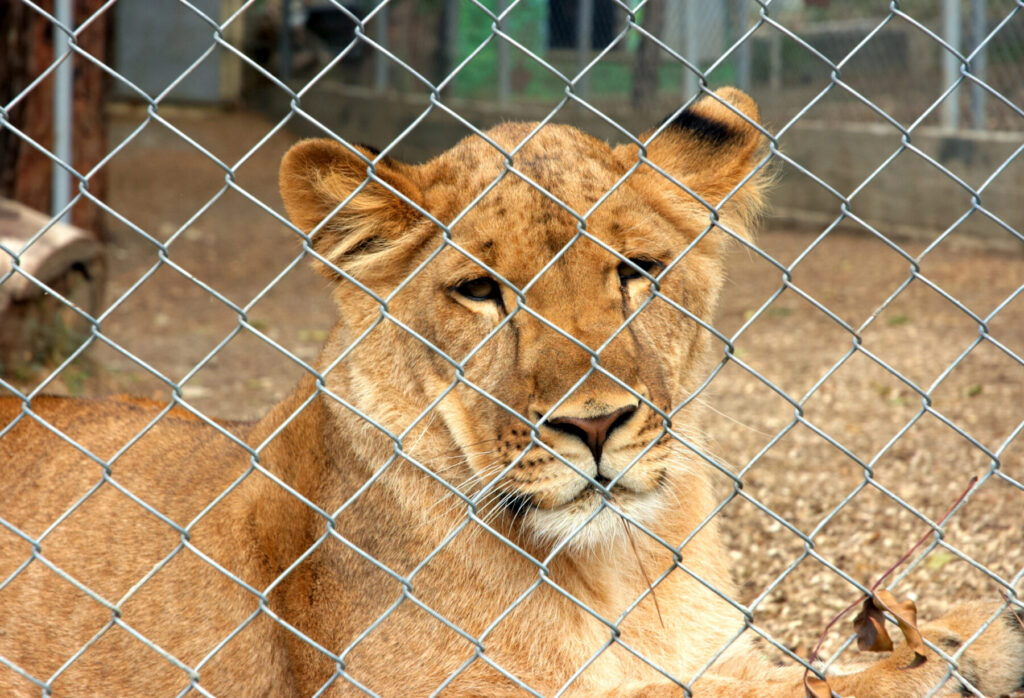 Día Mundial de los Animales 2024, zoológicos sí o no, he ahí la cuestión