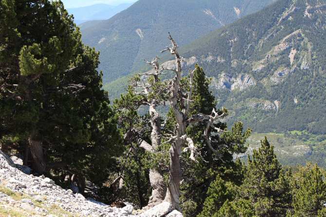 El cambio climático intensifica la aparición de olas de calor extremas