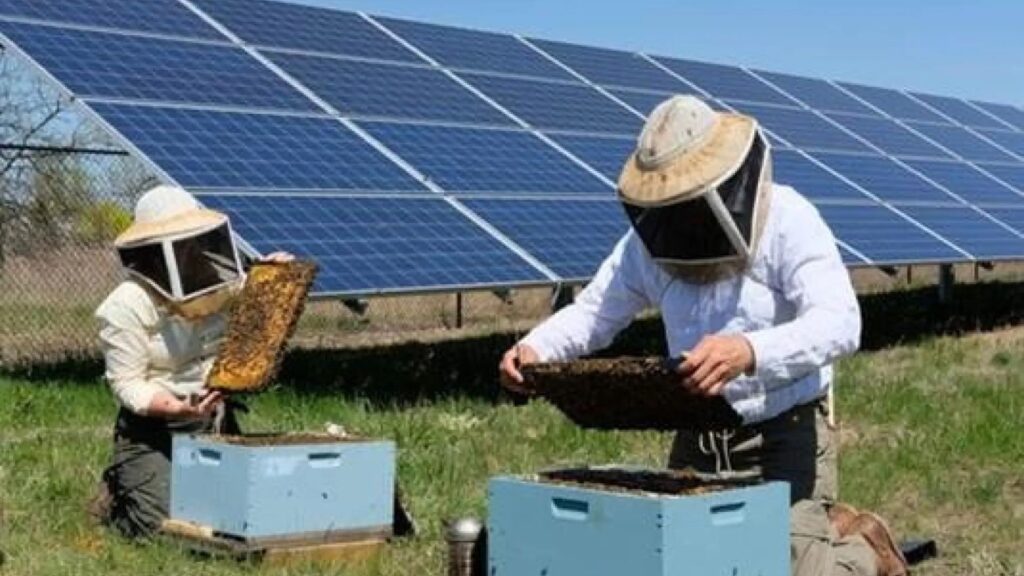 El panel solar que alarga la vida de las abejas: prospera la producción y las energías renovables