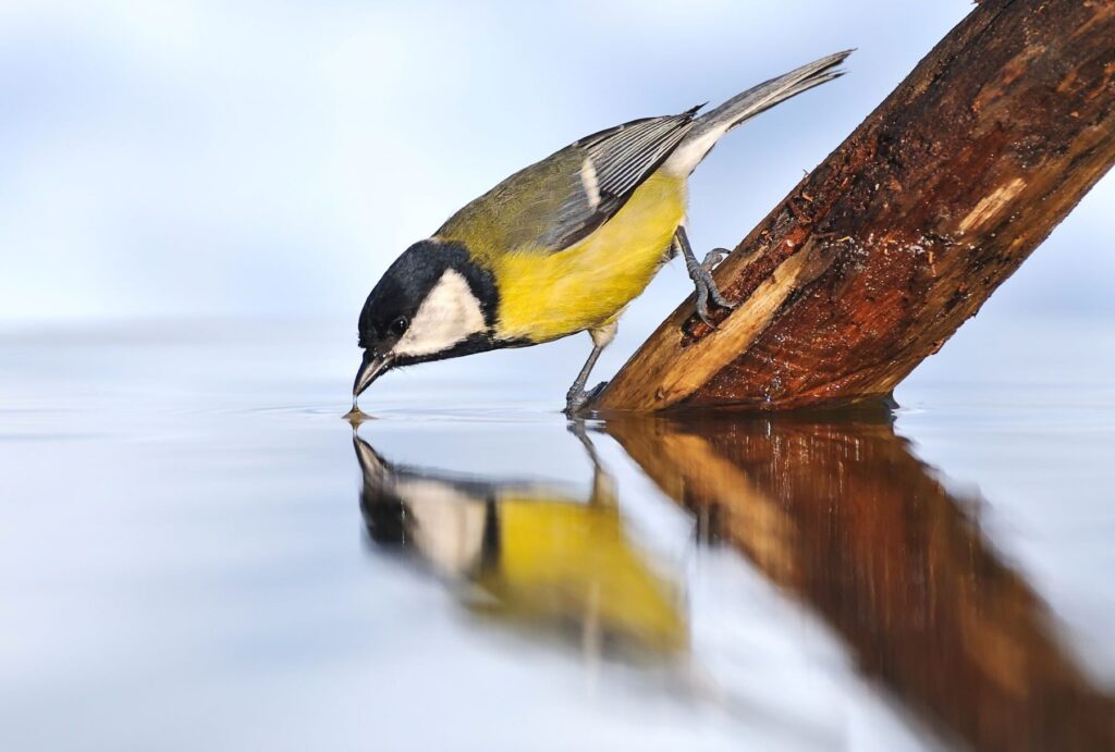 En los últimos 50 años la biodiversidad se ha reducido un dramático 73%