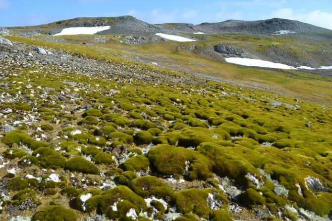 Hacia una Antártida cada vez más verde