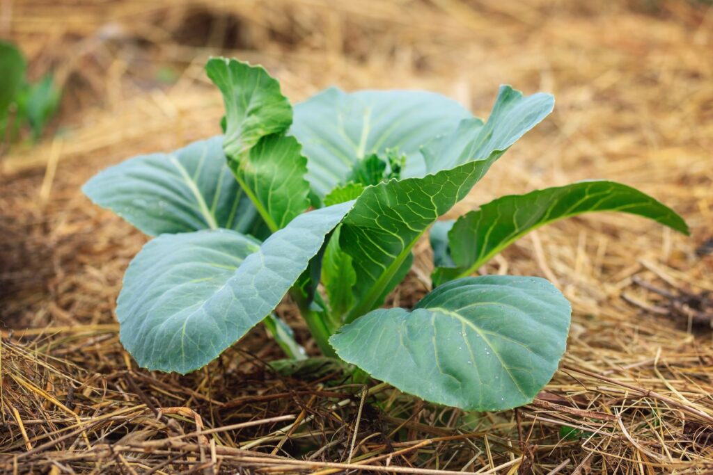 La especie silvestre ‘Brassica fruticulosa’ y la salinidad del suelo