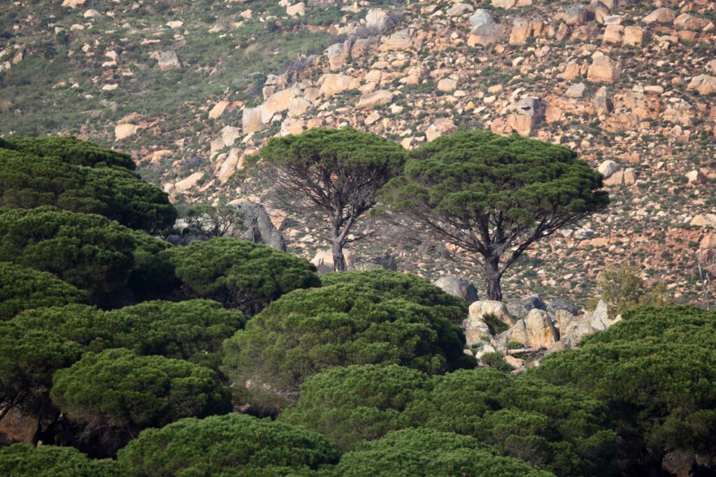 La nueva Ley de Montes de Andalucía contribuye a la gestión forestal sostenible