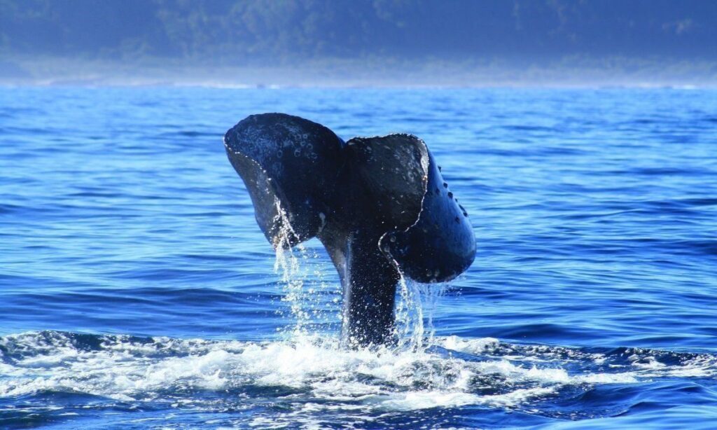 Se viene el primer festival medioambiental del Archipiélago de Chiloé "Chiloecofest"