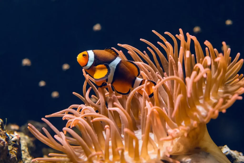 4 de cada 10 especies de coral están al borde del colapso