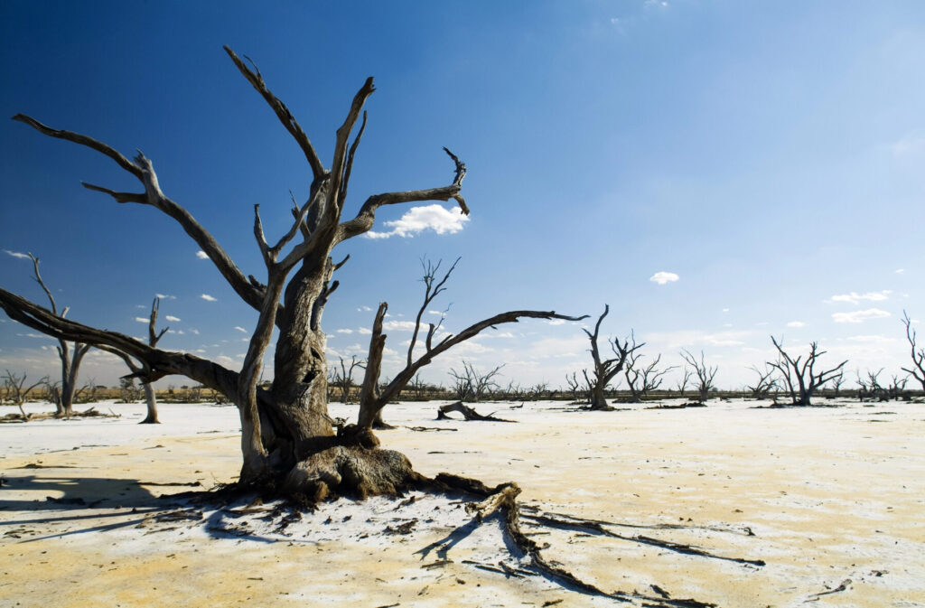 COP29: el objetivo es eliminar gradualmente los combustibles fósiles