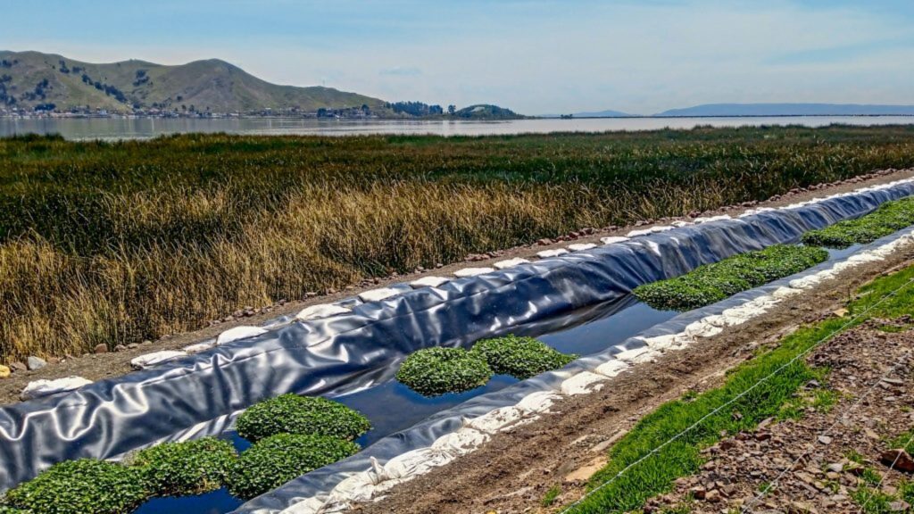 Este es el remedio contra la contaminación: limpia el suelo y el agua del planeta de forma natural