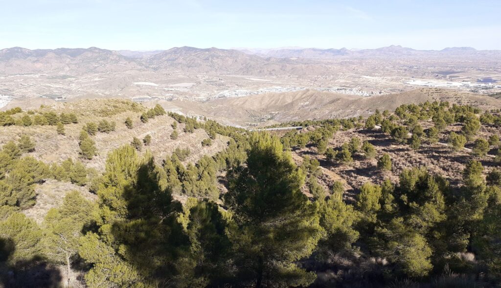 Fondos para la conservación de los bosques de la sierra almeriense de los Filabres