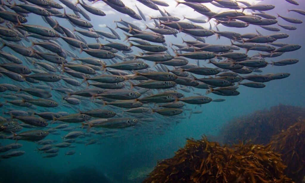 Futuro Azul: una herramienta única en Chile para contribuir al consumo responsable de productos del mar