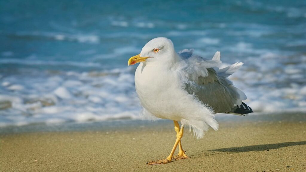 Galicia, tres nuevos focos de gripe aviar en aves silvestres