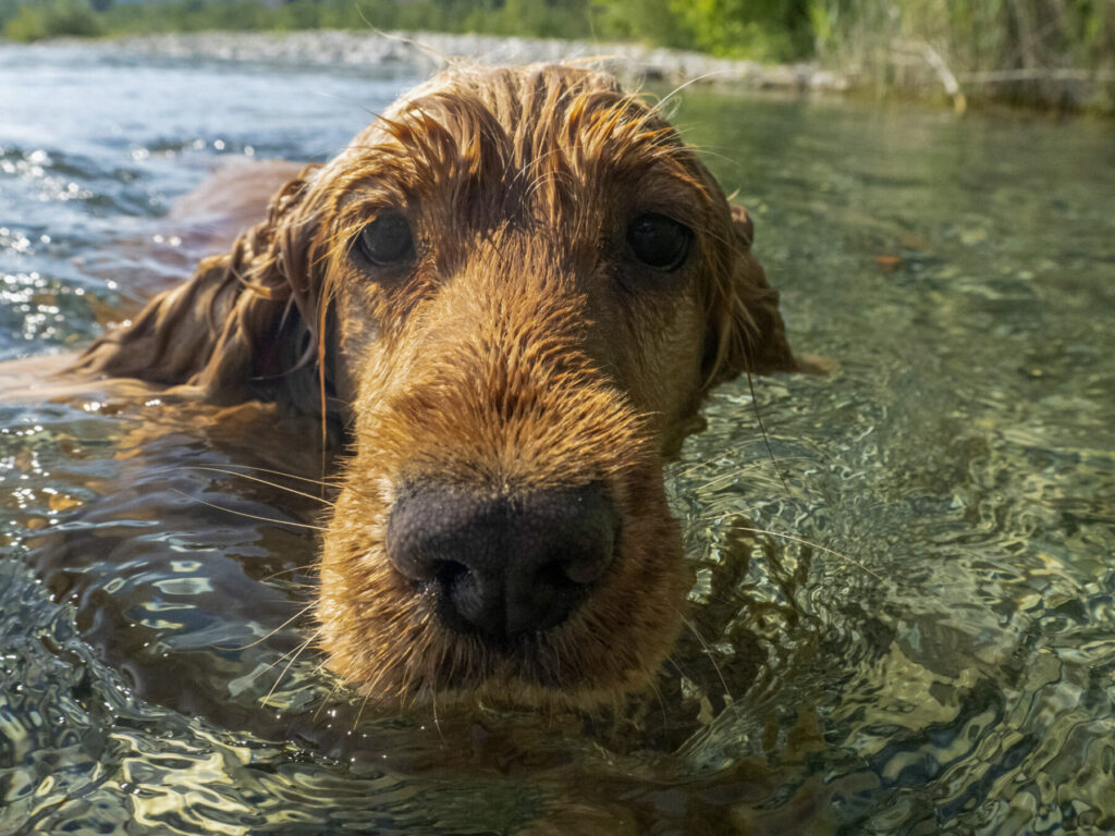 Las victimas olvidadas de la DANA, los animales