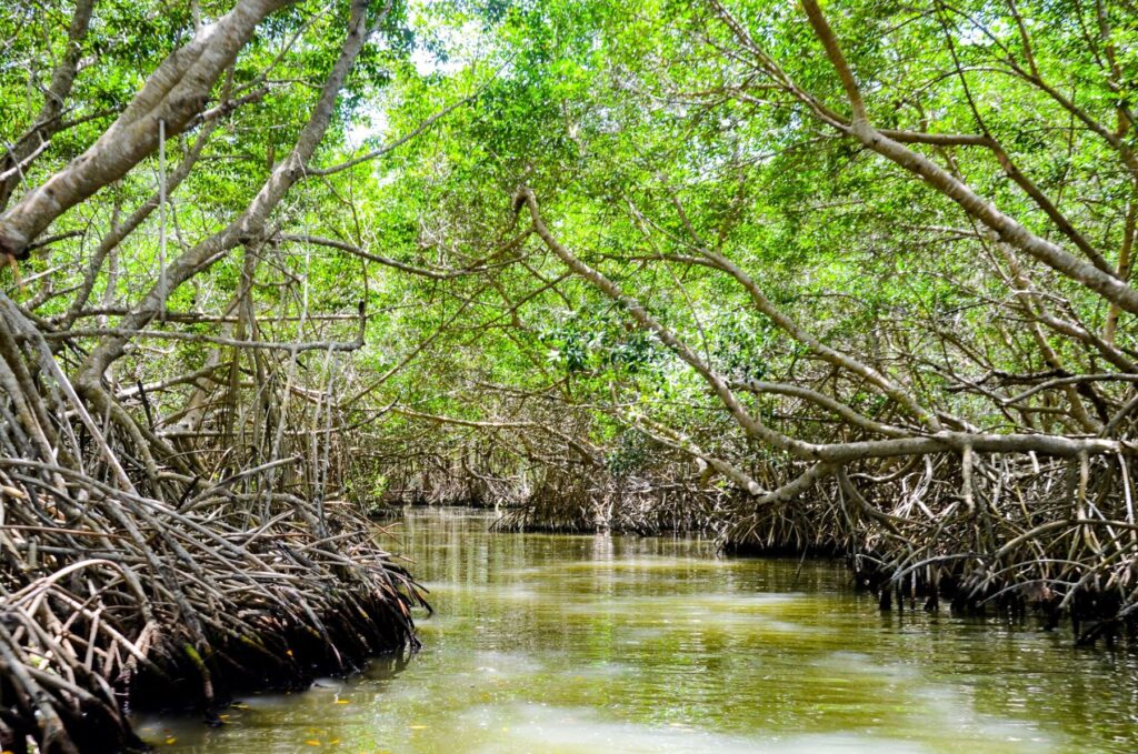 México: herramienta llamada ‘Índice de Amenaza de Manglar’ prevé pérdidas de estos hábitats