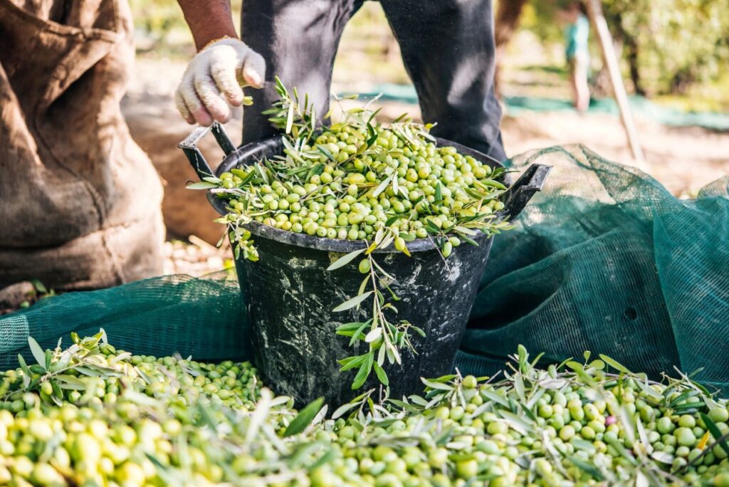 Organizan un concurso de ideas sobre bioeconomía del olivar