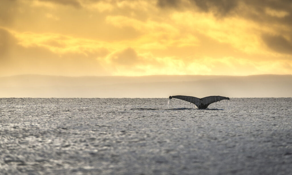 Rewilding Chile dona nueva propiedad para la creación de esperado parque nacional en Magallanes