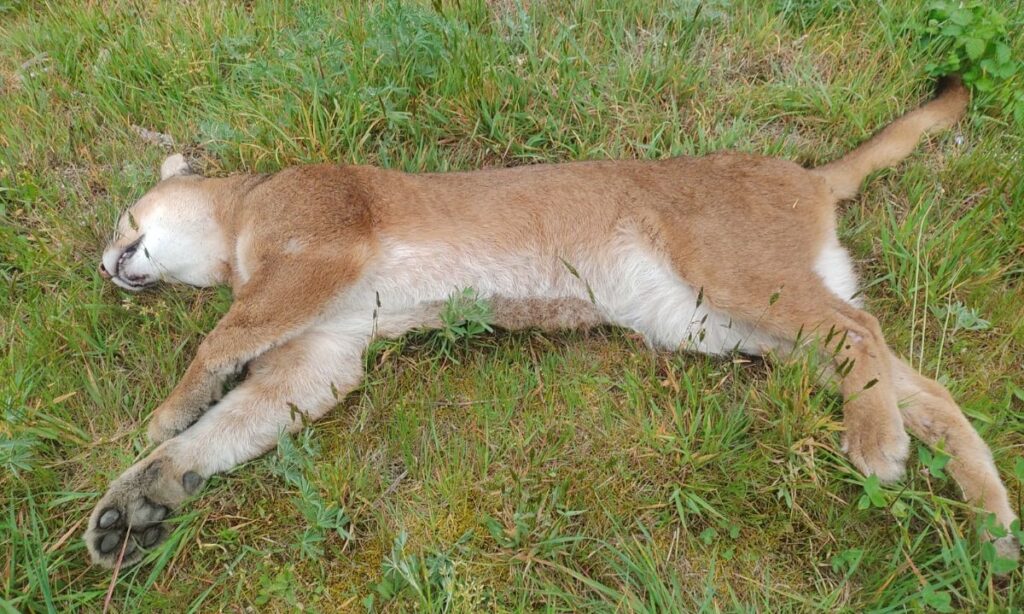 SAG llama a conducir con cuidado tras fatal atropello de puma