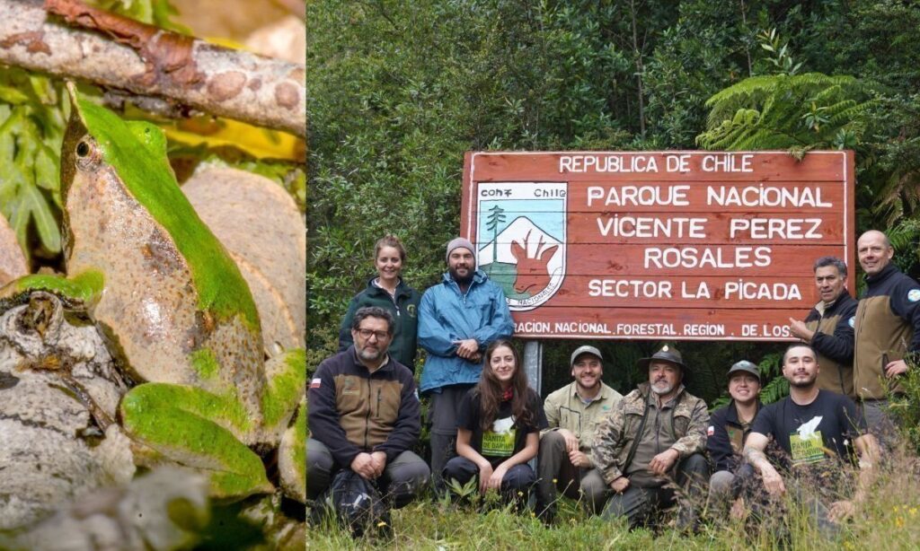 Descubren nueva población de ranita de Darwin en Parque Nacional Pérez Rosales