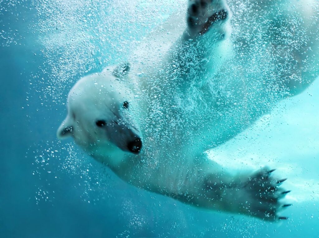 Día Internacional del Oso Polar 2025